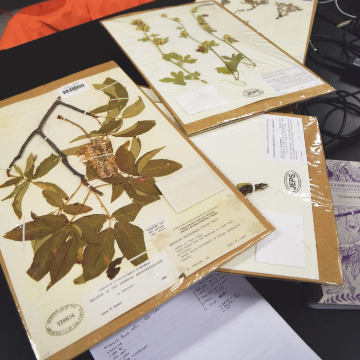 Herbarium sheets from UC Berkeley's Jepson Herbarium