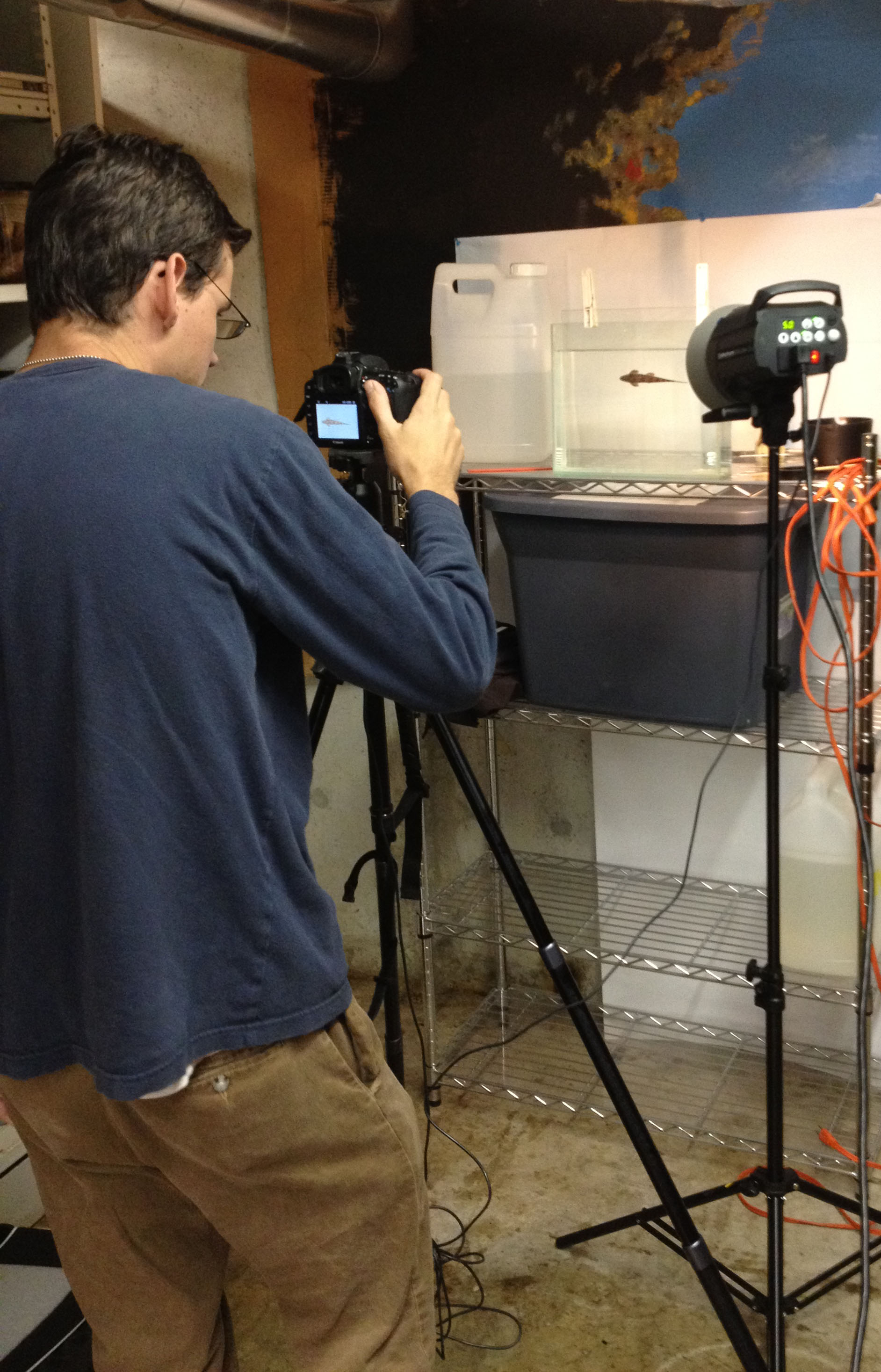 Digital imaging of a fish in a squeeze tank